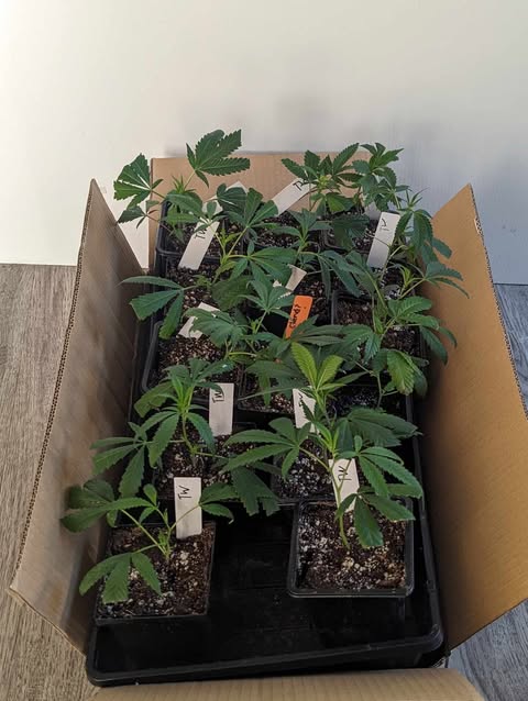 Packed clones for local delivery