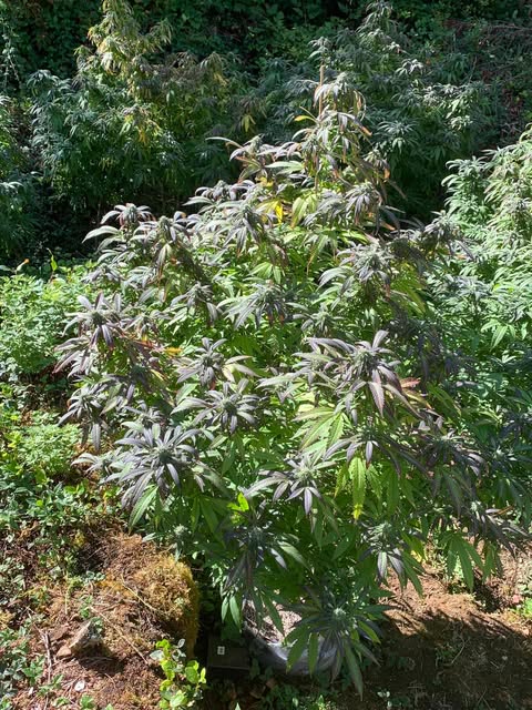 Pinewarp Texada Island BC