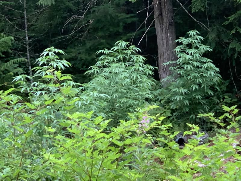 Pinewarp Texada Island BC