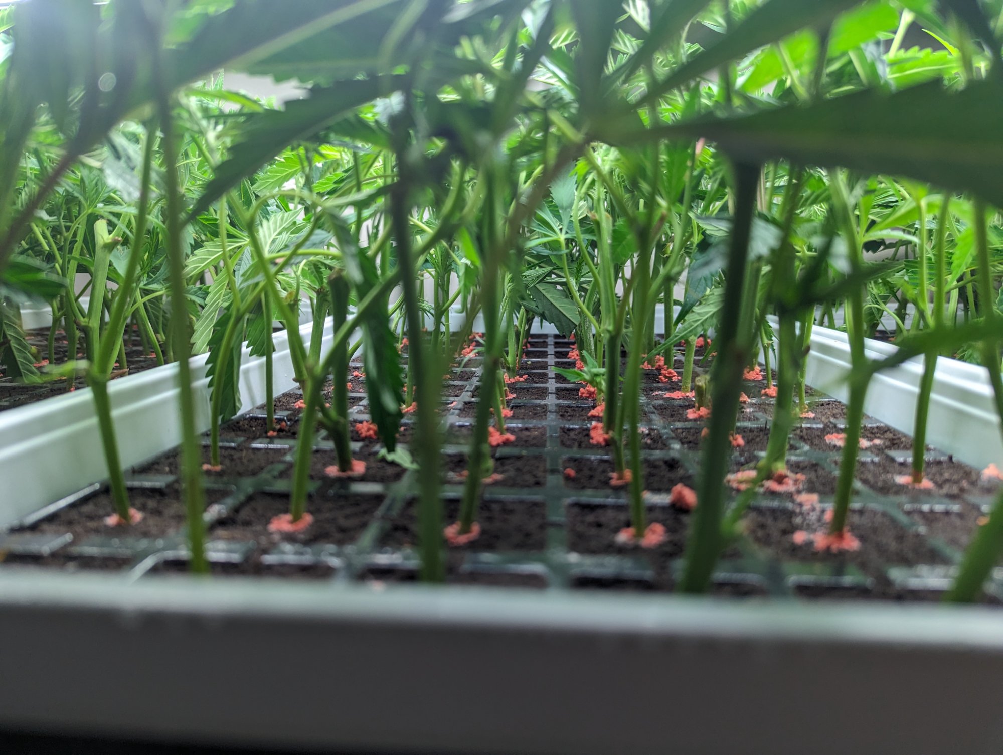 Fresh clones in tray