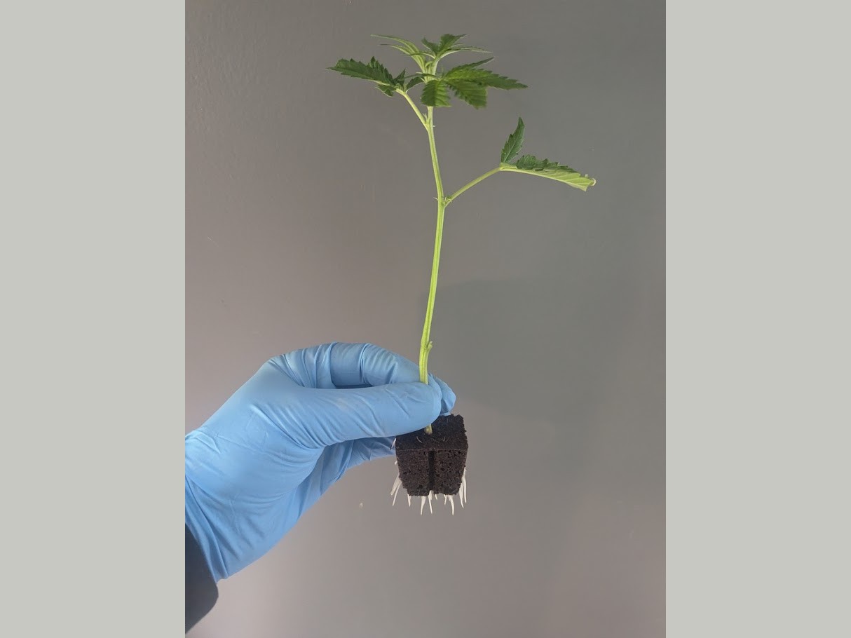 Fresh rooted cutting