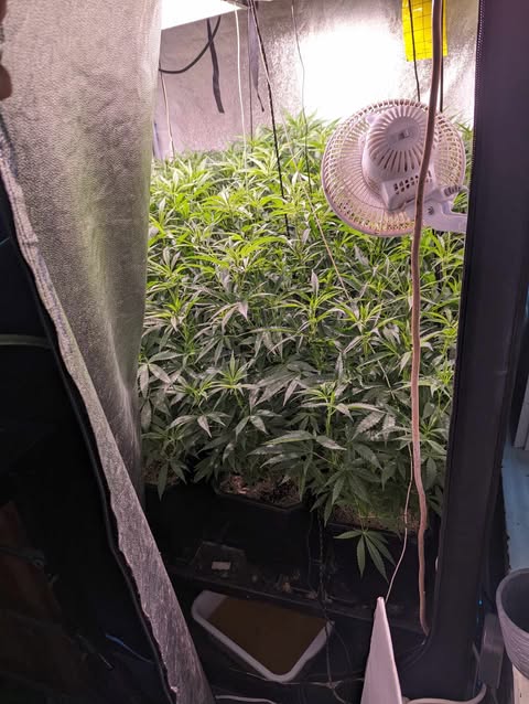 Mother plant veg tent